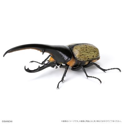 生物大图鉴 甲虫 7