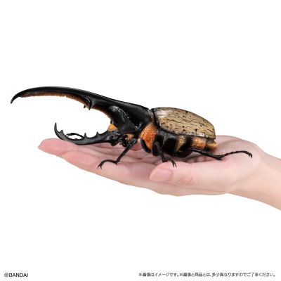 生物大图鉴 甲虫 7