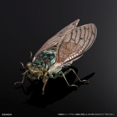 进化生物大图鉴 蝉01 展示架套装