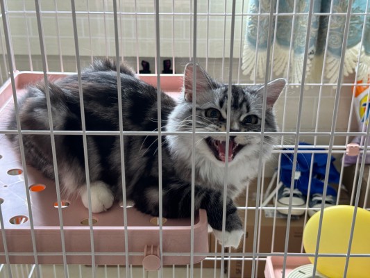 巨型系列 超级贝比2