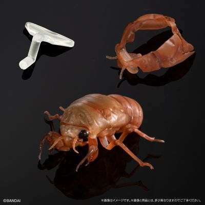 进化生物大图鉴 蝉01 展示架套装