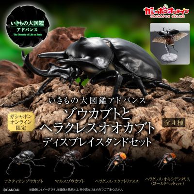 高级生物大图鉴  象兜虫 与 长戟大兜虫 展示架套装