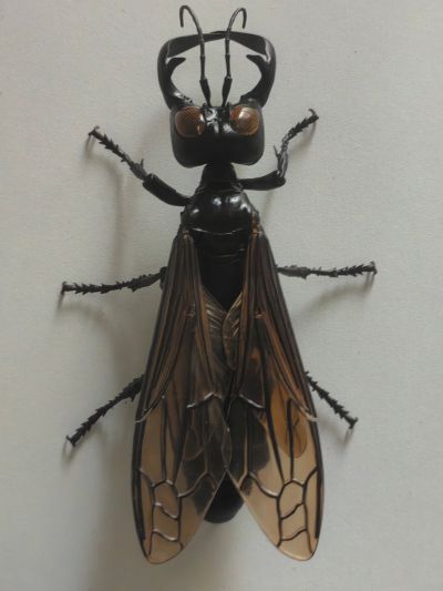 进化生物大图鉴 胡蜂 2 加鲁达巨唇泥蜂 + 展示架套装