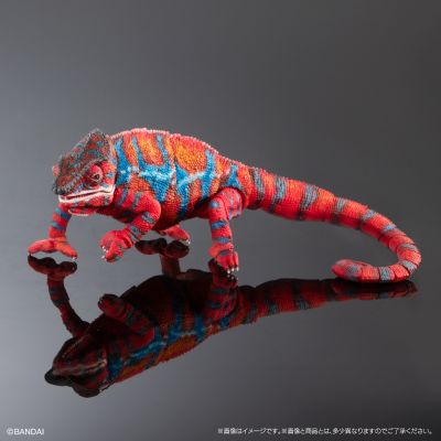 高级生物大图鉴 豹变色龙（安比卢贝·红）