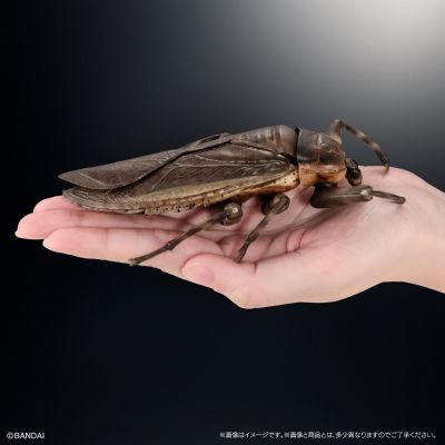 进化生物大图鉴  水生昆虫 田鳖 展示架套装