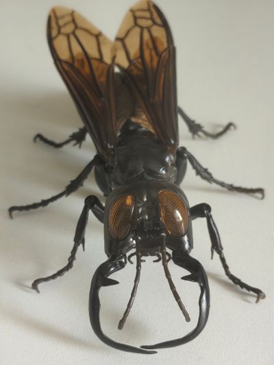 进化生物大图鉴 胡蜂 2 加鲁达巨唇泥蜂 + 展示架套装