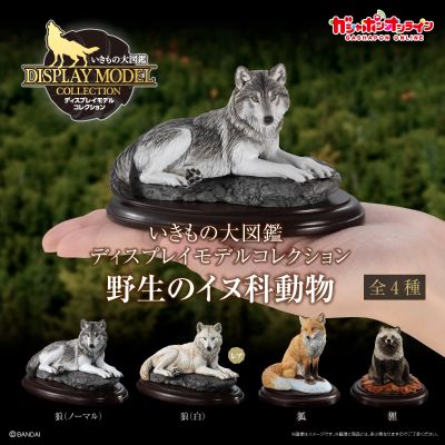 生物大图鉴 陈列模型系列 野生的犬科动物