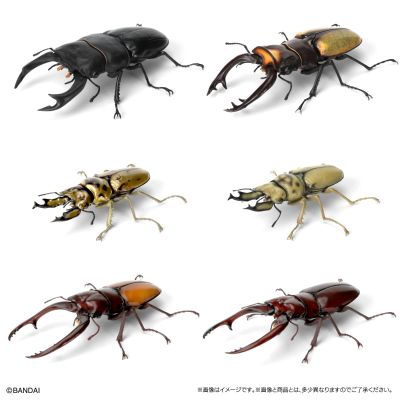 生物大图鉴 锹甲09