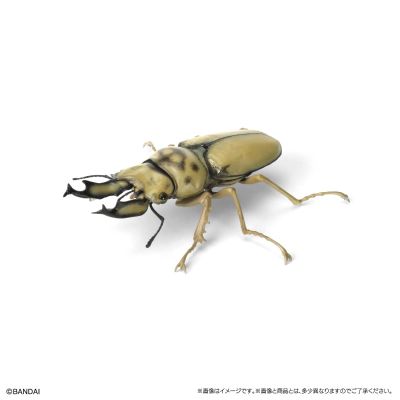 生物大图鉴 锹甲09