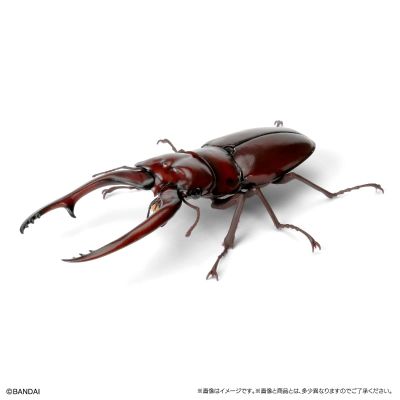 生物大图鉴 锹甲09