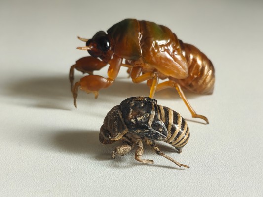 进化生物大图鉴 蝉01 展示架套装