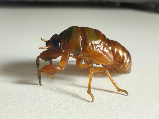 进化生物大图鉴 蝉01 展示架套装