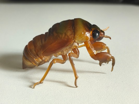 进化生物大图鉴 蝉01 展示架套装