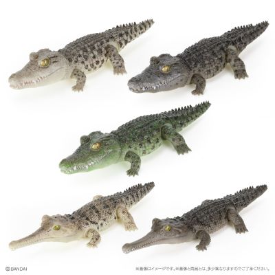 爬行生物大图鉴 鳄鱼