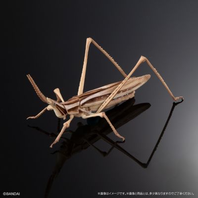 进化生物大图鉴 枯叶螳螂 与 中华剑角蝗 展示架套装