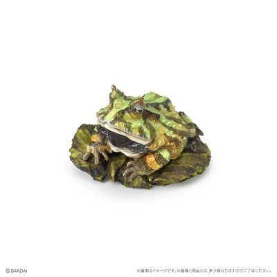 生物大图鉴 迷你系列 两栖类02