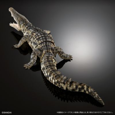 终极生物大图鉴 尼罗鳄（浅色）