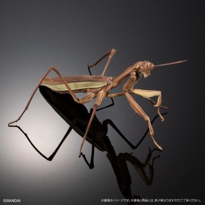 进化生物大图鉴 枯叶螳螂 与 中华剑角蝗 展示架套装