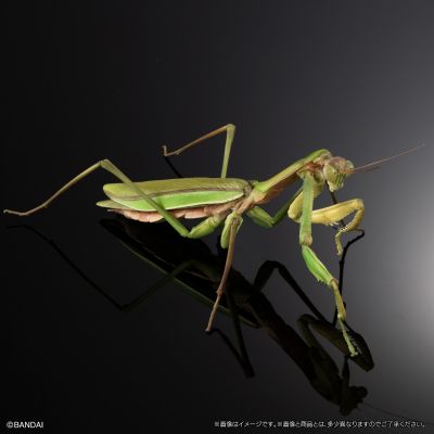 进化生物大图鉴 枯叶螳螂 与 中华剑角蝗 展示架套装