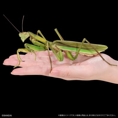 进化生物大图鉴 枯叶螳螂 与 中华剑角蝗 展示架套装