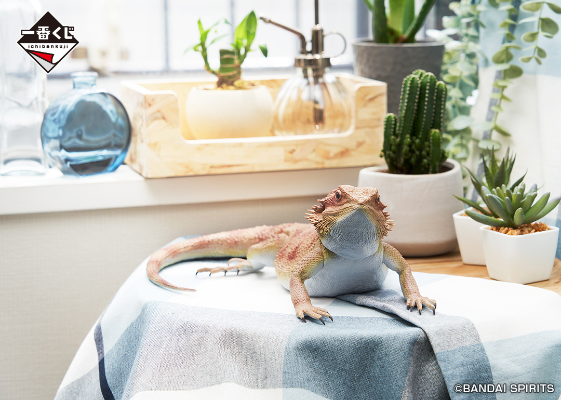 一番赏 爬行动物和两栖动物 ～小小的伙伴～ A奖 鬃狮蜥玩偶