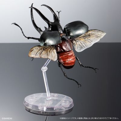 进化生物大图鉴 南洋大兜虫 展示架套装