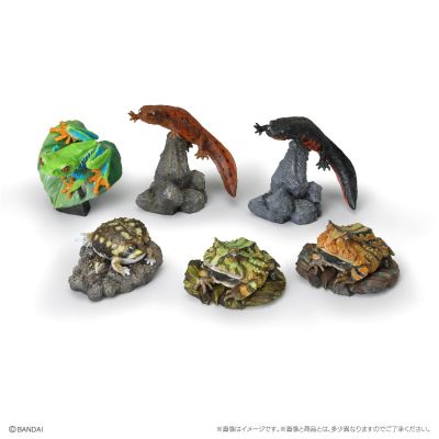 生物大图鉴 迷你系列 两栖类02
