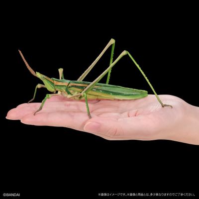 进化生物大图鉴 枯叶螳螂 与 中华剑角蝗 展示架套装