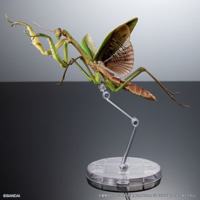 进化生物大图鉴 枯叶螳螂 与 中华剑角蝗 展示架套装