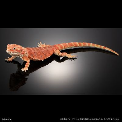 高级生物大图鉴 鬃狮蜥（红色）