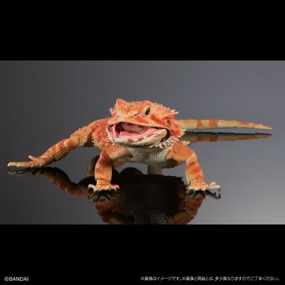 高级生物大图鉴 鬃狮蜥（红色）
