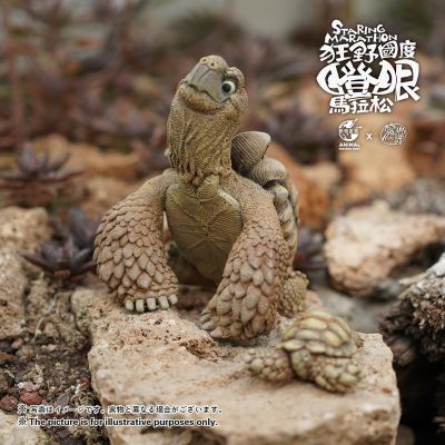 狂野国度瞪眼马拉松 苏卡达