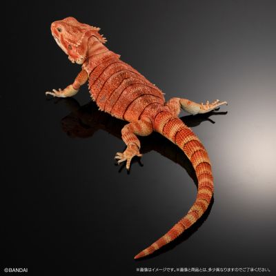 高级生物大图鉴 鬃狮蜥（红色）