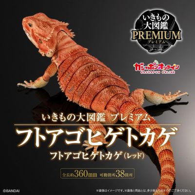高级生物大图鉴 鬃狮蜥（红色）