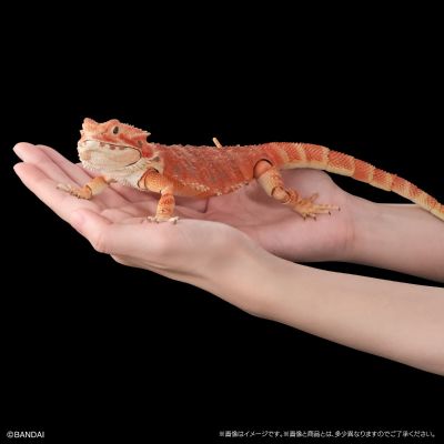 高级生物大图鉴 鬃狮蜥（红色）