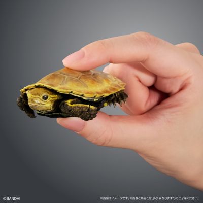 进化生物大图鉴 龟02 附带磁铁的石头形展示架套装