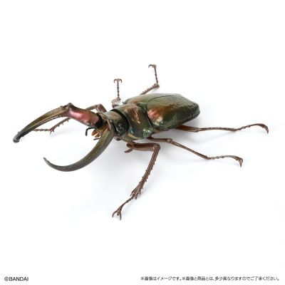 生物大图鉴 锹甲10 树皮底座（小号）套装