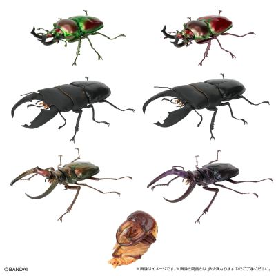 生物大图鉴 锹甲10 树皮底座（小号）套装