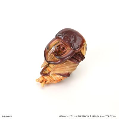生物大图鉴 锹甲10 树皮底座（小号）套装