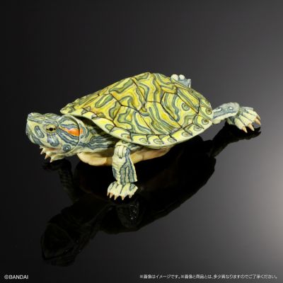 进化生物大图鉴 龟02 附带磁铁的石头形展示架套装