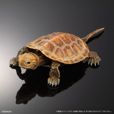 进化生物大图鉴 龟02 附带磁铁的石头形展示架套装