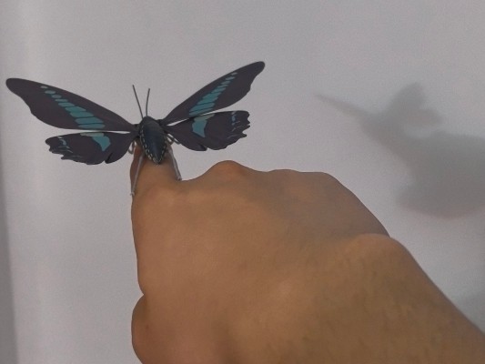 进化生物大图鉴 蝉01 展示架套装