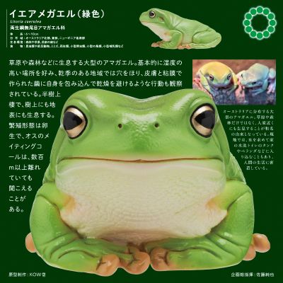 NTC 大型绿树蛙
