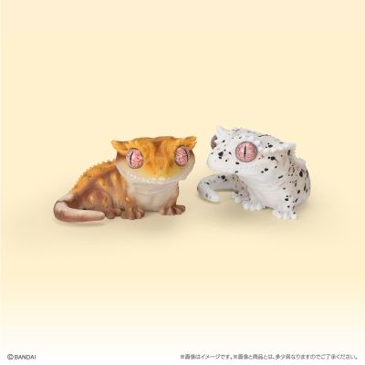 生物大图鉴 软胶收藏系列 豹纹守宫与睫角守宫