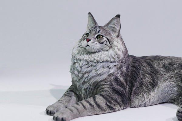 银虎缅因猫
