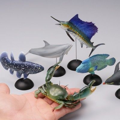 水上精灵#1-006 锯缘青蟹