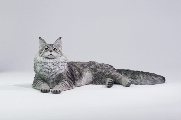 银虎缅因猫