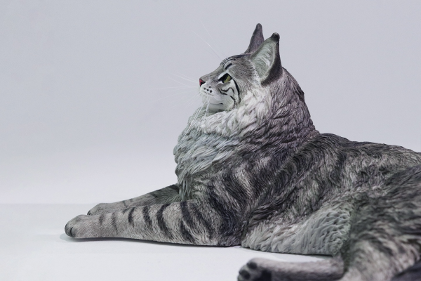 银虎缅因猫