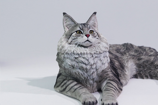 银虎缅因猫