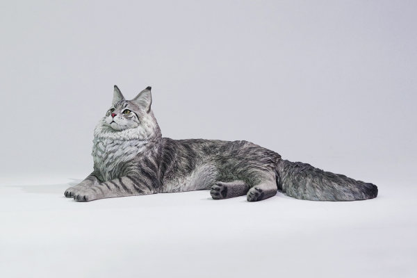 银虎缅因猫